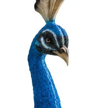 The Royal Palms Peacock
