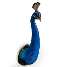 The Royal Palms Peacock