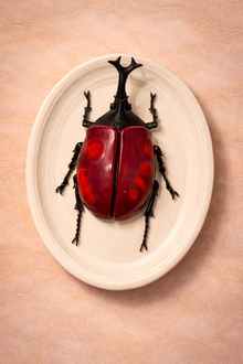 Hanging Beetles