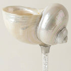 Maris Seashell Cocktail Glasses, Set of 4