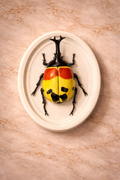 Hanging Beetles