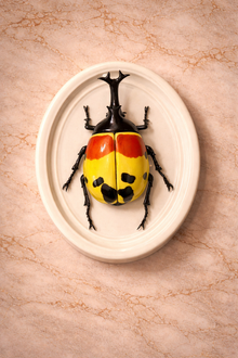 Hanging Beetles