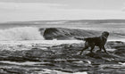 Life Around The Sea By, Russell Ord and Alex Workman