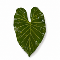The Palm Oasis Tray