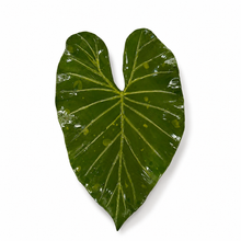 The Palm Oasis Tray