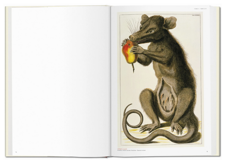 Seba. Cabinet of Natural Curiosities