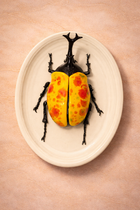 Hanging Beetles