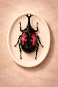 Hanging Beetles