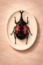 Hanging Beetles