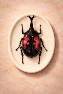 Hanging Beetles