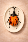 Hanging Beetles