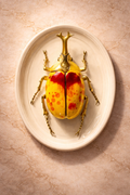 Hanging Beetles