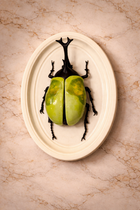 Hanging Beetles
