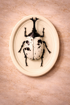 Hanging Beetles