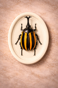 Hanging Beetles